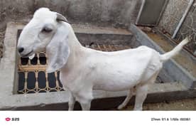 Goats