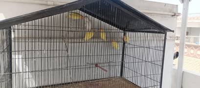 Complete love birds setup for sale