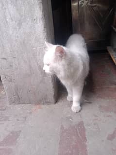 abuhtsah