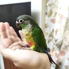 Handtamed