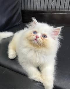 xpunch face femle kitten