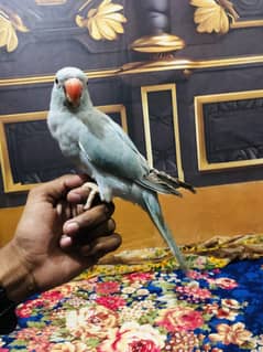 Blue ring nack 4.5 month baby