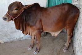 Healthy and Active Bull For Qurbani 2026 contact Not 0306-1025802