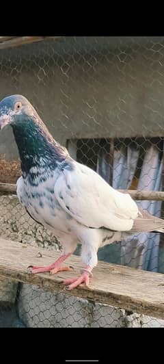 Breeder Golden  teedy Sialkoti or Neela nar