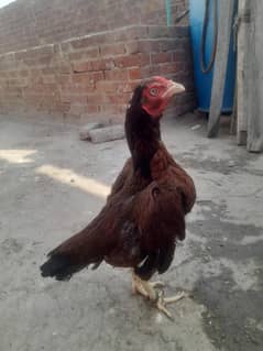 aseel