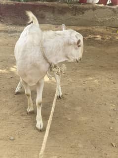 Teddy kheera white eyes
