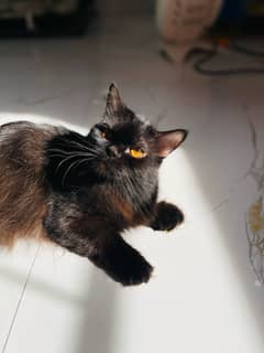 Cat for sale