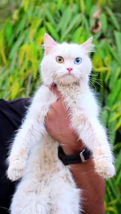 Female cat for sale - white cat - odd eyes - persian cat