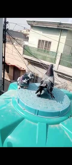 kabooter pairs