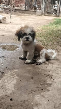 Shih tzu male pup