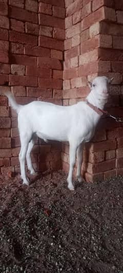 MashALLAH Full gulabi breader full pointed tedda for sale