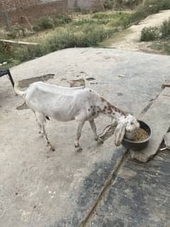 Goat for sale