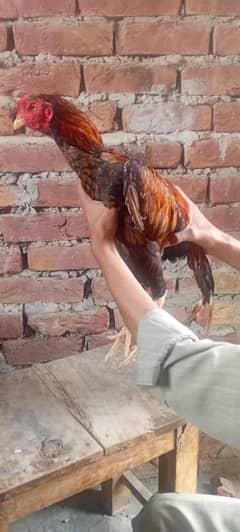 ALL FEMALEAND MALE FOR SALE 03266616758
