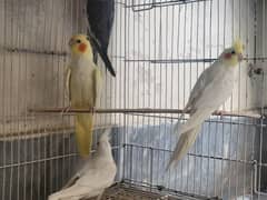 birds
