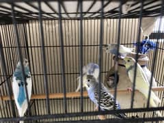 Budgie