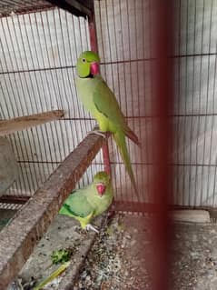 Green Ringneck breeder pair