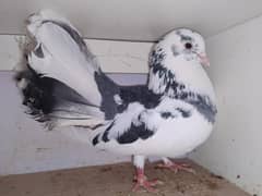 Pigeons