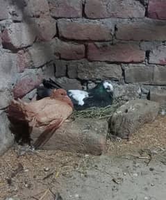 Beautiful fantail laka breeder pair healthy and active