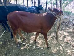 Khira wacha ha jis Bhi ko Lana ha w/o Rabata kara//0343)(/4899””726