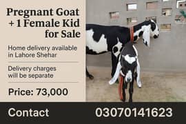 Ghar ma Pali hui Pragnent Bakri (Desi Betal)+ 1 female Kid for sale