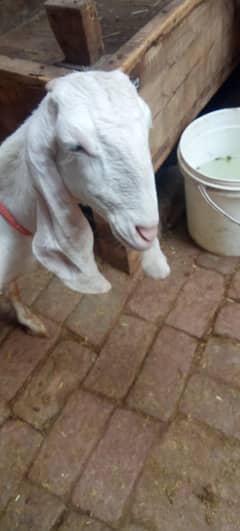 pure rajanpuri bakri