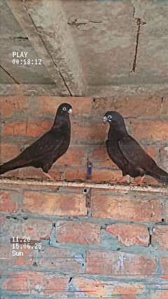 Pigeons