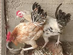 active and healthy hen