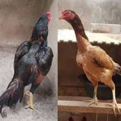 aseel
