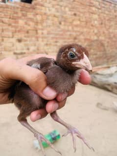 aseel chicks