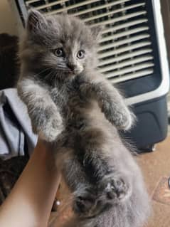 Gray