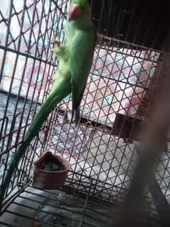 parrot