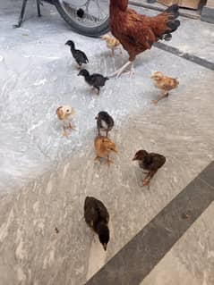 Hen with chick