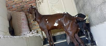 High Quality Naagra Beetal Goat