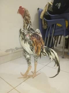 aseal