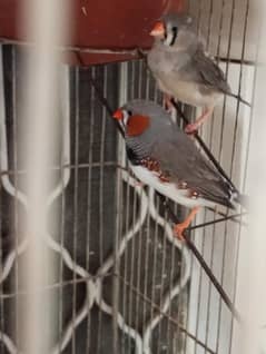 Pairs of Finches