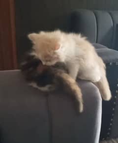 triple cot persian cat babies eatch 16000