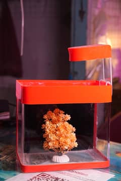 Fish Aquarium