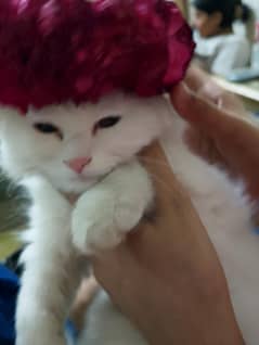 Persian kittens 5k