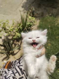 kitten/