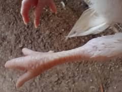 Heera Chicks Pure / Mianwali Aseel  / Paperwhite / Top quality Hera