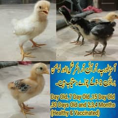 Lohmann Brown F2 Choozay Hen Desi Murghi Chicks Astrolob RIR