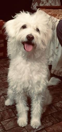cotton de tulear female dog for sale only serious buyer contact plz