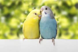 Budgies | Bajri | Crested | Undersize