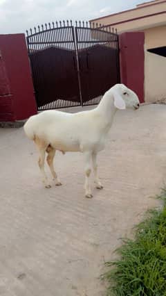 Turkish sheep