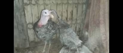 original blue turkey full vaccinated ha