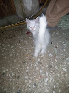 kitten for sale
