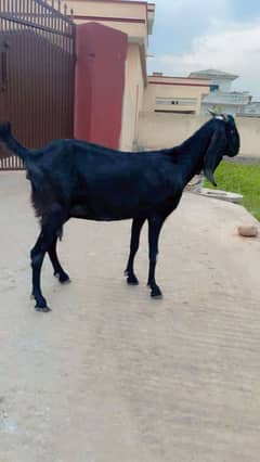 Betal Bakri