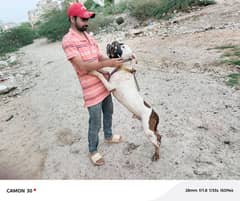 security Pitbull for sale