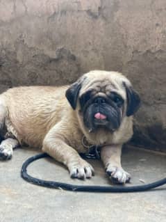 pug