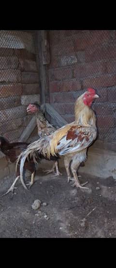 aseel for sale 03204048942